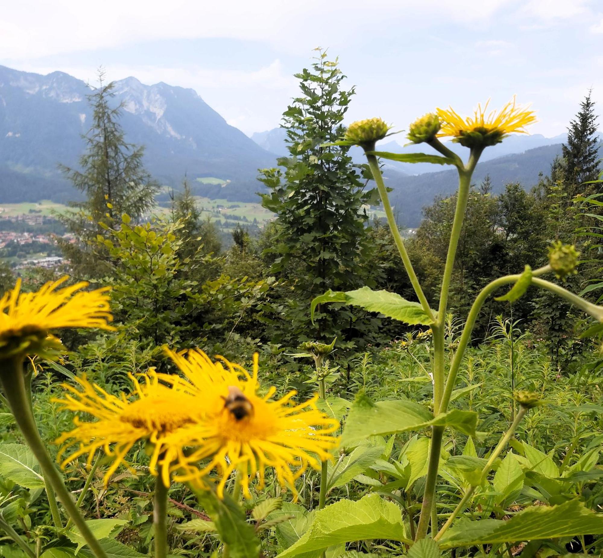 Apartment Andrea - Chiemgau Karte Inzell Ngoại thất bức ảnh